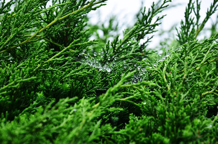 Dew on Leafの写真素材