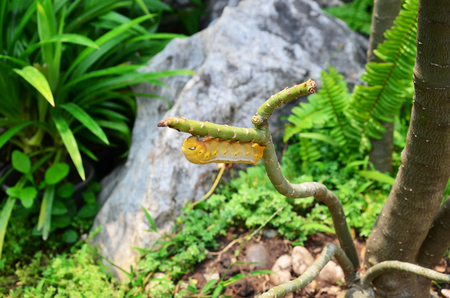 Lepidoptera or  Papilio machaonの写真素材