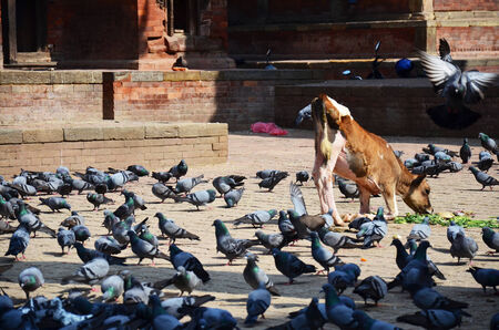 Cow on Durbar square at Kathmandu Nepalの写真素材