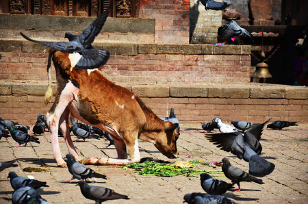 Cow on Durbar square at Kathmandu Nepalの写真素材