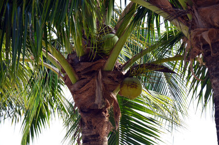 coconut plantの写真素材