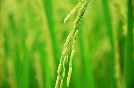 Paddy and rice field Background at Thailandの写真素材