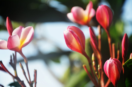 Frangipani, Plumeria, Templetree Flower with fog in morningの写真素材