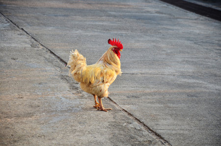 Chicken Rooster or Cockの写真素材