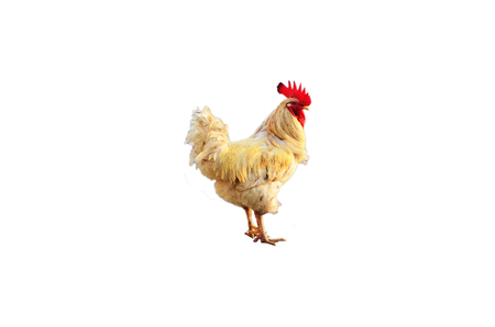 Chicken Rooster or Cockの写真素材
