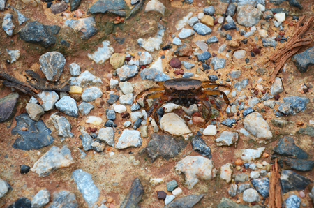 Mountain crabの写真素材