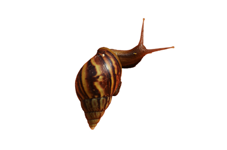 Snail or Gastropodの写真素材