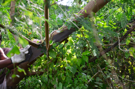 Thai people use A crosscut hand saw about 620 mm (24 inches) long sawing tree