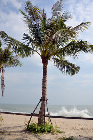 Coconut Palm tree on Hat Chao Samran beach at Morning and sunrise with mist in winter season in Phetchaburi Thailandの写真素材