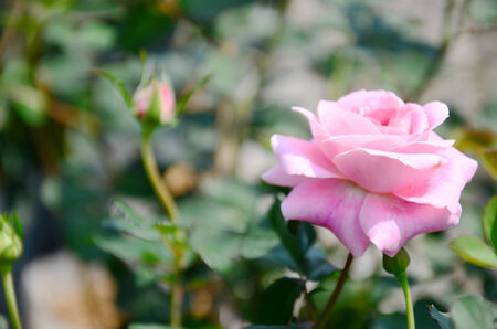 Pink rose in gardenの写真素材