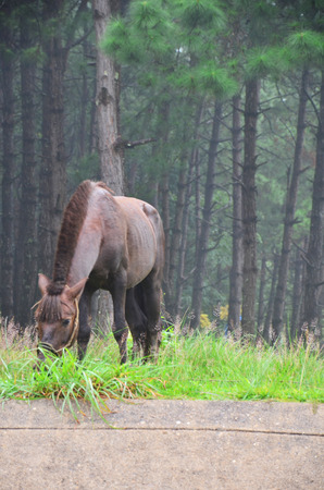 Horse eating grass at Pang Ung (Pang Oong) or Pangtong2 a large reservoir in Pang Ung is popular and attracts more and more visitors to come at Mae Hong Son, Thailand.の写真素材