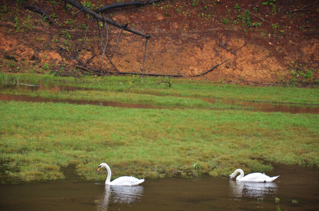 White Swans swimming at Pang Ung (Pang Oong) or Pangtong2 a large reservoir in Pang Ung is popular and attracts more and more visitors to come at Mae Hong Son, Thailand.の写真素材