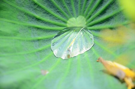 Water on a lotus leaf rollingの写真素材