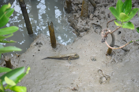 Amphibious or Mudskipper fish in Mangrove forest or Intertidal forest at Bangkhunthein in Bangkok...