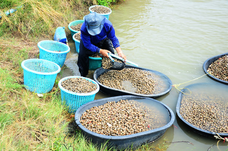 Thai people aquaculture cockle farm and catching for sale at Bangkhunthein on April 12, 2015 in Bangkok Thailand.のeditorial素材