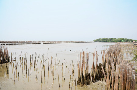 Mangrove forest or Intertidal forest at Bangkhunthein in Bangkok Thailand.