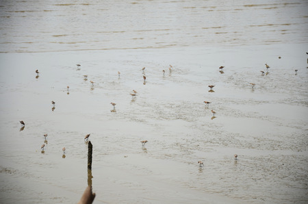 Birds in Mangrove forest or Intertidal forest at Bangkhunthein in Bangkok Thailand.の写真素材