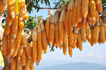 Hanging Corn at outdoor in Morning location in Mae Hong Son, Thailand.