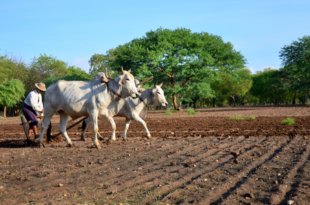 Burmese farmer with cow for plowing towing on paddy at Bagan Archaeological Zone in sunset time at Bagan Myanmarのeditorial素材