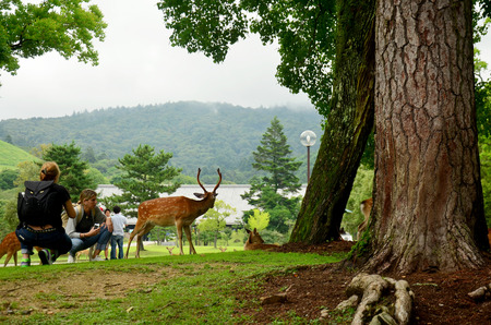 Traveler shooting photo with deers at garden of Todai-ji Temple on July 9, 2015 in Nara, Japanのeditorial素材