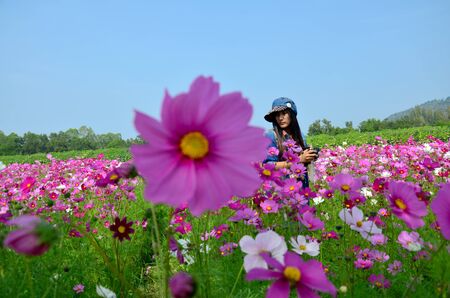 People travel and portrait in Cosmos Flowers Field of Jim Thompson Farm at Countryside in Nakhon Ratchasima, Thailandのeditorial素材