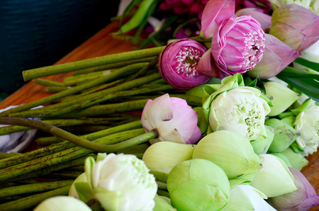 Lotus flower for praying buddha at Temple in Thailandの写真素材