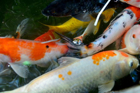 Fancy carp or Koi fish swimming at pond in the gardenの写真素材