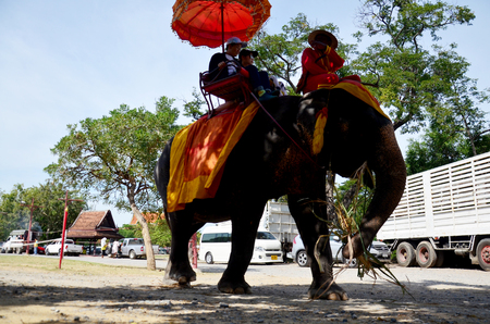 Traveler riding elephant for tour around Ayutthaya ancient city on December 7, 2015 in Ayutthaya, Thailandのeditorial素材