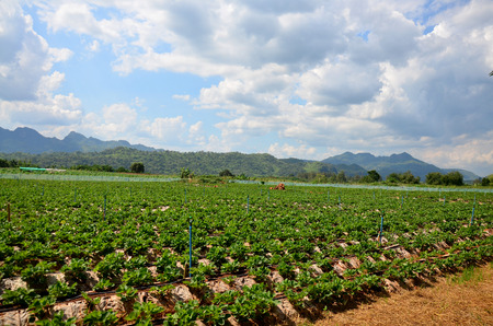 Strawberry Berry Farm and mountain background at Thongphaphum in Kanchanaburi, Thailandの写真素材
