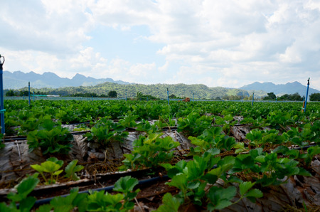 Strawberry Berry Farm and mountain background at Thongphaphum in Kanchanaburi, Thailandの写真素材