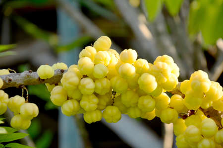 Star gooseberry Fruit on tree in thailandの写真素材