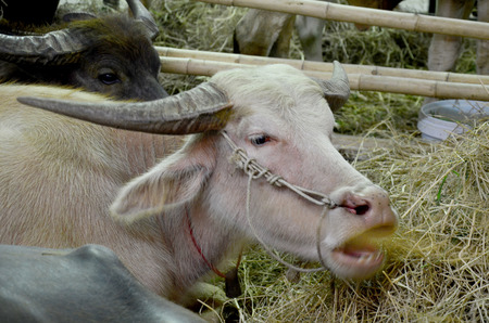 Water Buffalo eating food in paddock at Nonthaburi, Thailand.の写真素材