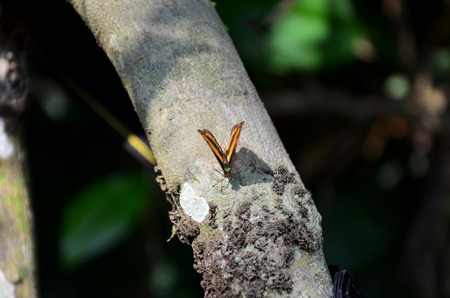 Butterfly on tree at PanoenThung forest in Kaeng Krachan largest national park of Phetchaburi, Thailandの写真素材