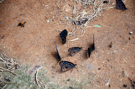 Butterfly eating Salt licks on ground at PanoenThung forest in Kaeng Krachan largest national park of Phetchaburi, Thailandの写真素材
