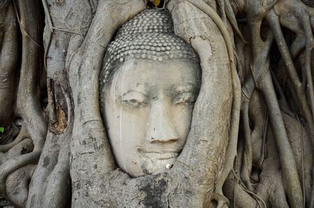 Stone head of buddha in root tree of Wat Mahathat in Ayutthaya, Thailandの写真素材