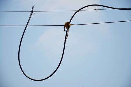 Monkeys playing at electric cable near Phra Prang Sam Yod in Lopburi, Thailandの写真素材