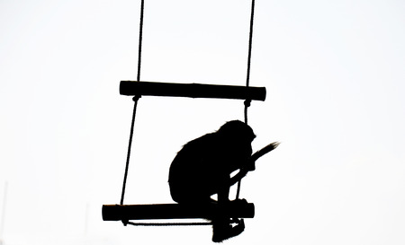Silhouette of monkey play swingの写真素材