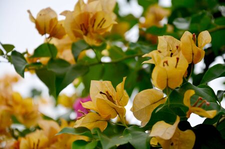 Bougainvillea hybrida or Bougainvillea, Paper flower, Paper Flower, Kertasの写真素材