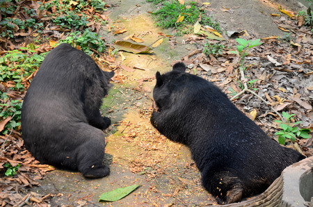 Motion of Asian black bear, asiatic black bear, Tibetan black bear,Himalayan black bear or moon bear...