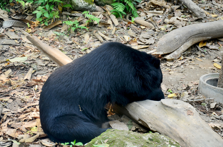 Motion of Asian black bear, asiatic black bear, Tibetan black bear,Himalayan black bear or moon bear...