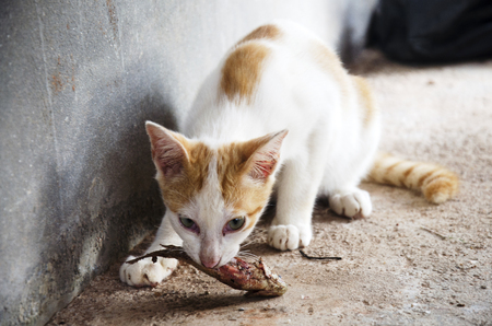 Thai cat catching and eat fresh Climbing gourami fish at outdoorの写真素材