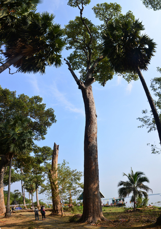 People travel and take photo with Big teak (Tectona grandis) tree at Donsawan island on January 15,...