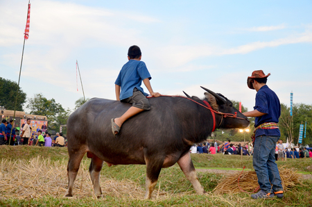 Children phu tai people sit and ride on water buffalo for show in phu thai world day festival at Ban Non Hom on January 16, 2016 in Sakon Nakhon, Thailandのeditorial素材