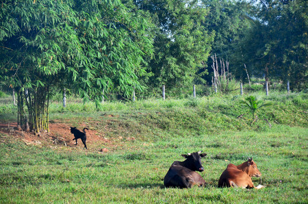 Agriculture Cow Farm at Phattalung province of southern Thailand.の写真素材