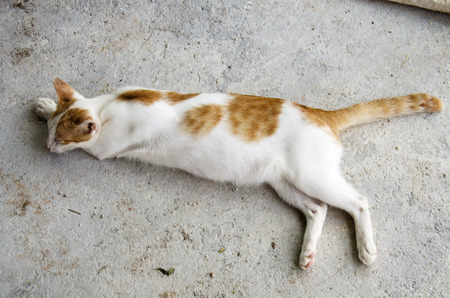 Thai domestic cat sleepy on floorの写真素材