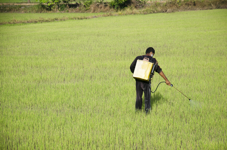 Farmer spraying chemical for herbicide in paddy or rice field on July 14, 2016 in Phatthalung, Thailand.のeditorial素材