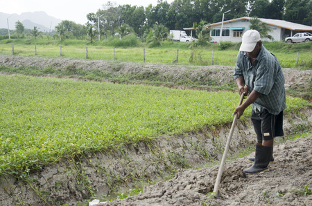 Old man digging soil at ground for planting tree and growing vegetable at garden in dusk time on July 14, 2016 in Phatthalung, Thailand.のeditorial素材