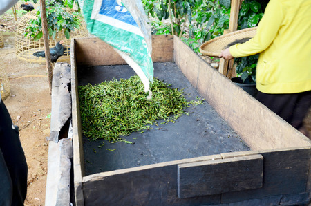 Laos woman people working process steaming dried or pan firing tea leaves at Bolaven Plateau in Paksong, Champasak, Laosの写真素材