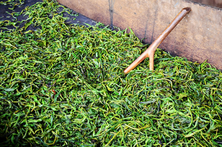 Working process steaming dried or pan firing tea leaves at Bolaven Plateau in Paksong, Champasak, Laosの写真素材