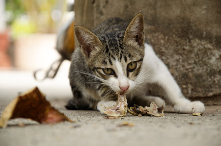 Domestic thai cat eating food on floor at outdoorの写真素材